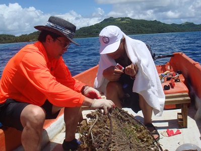 사진 4. 마이크로네시아에 있는 태평양해양과학기지에서 흑진주조개와 열대생물들을 하와이대학 교수님과 같이 일하며 연구하는 모습